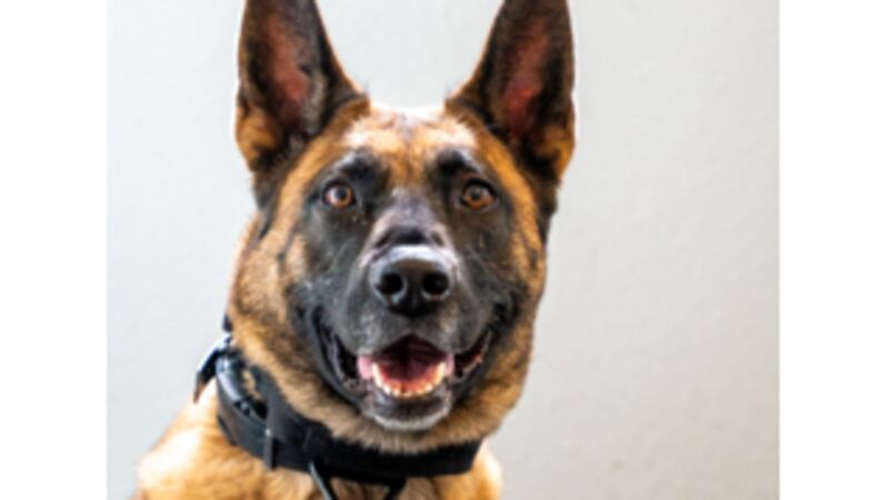 Karma the K9