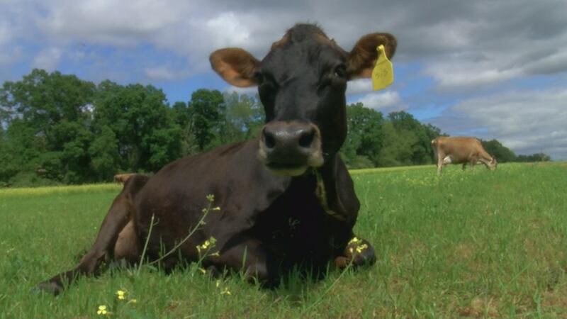 “Kids today don’t know where their milk comes from, they think you just go into Walmart and...