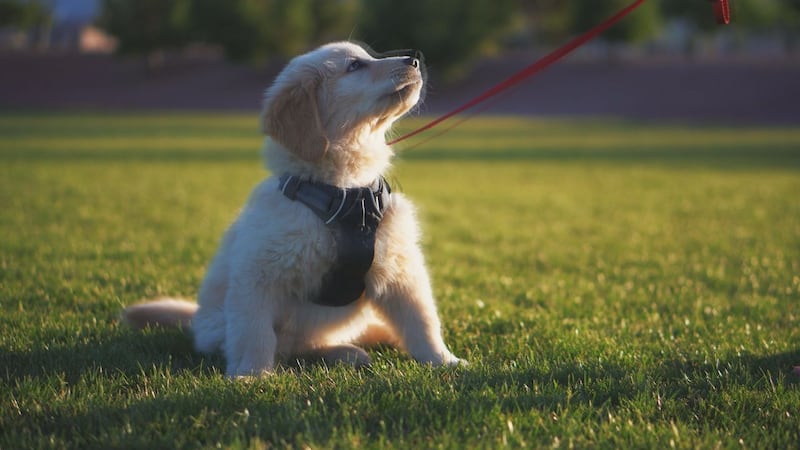 Dog owners in Rapid City have a new place to work with their four-legged friends.