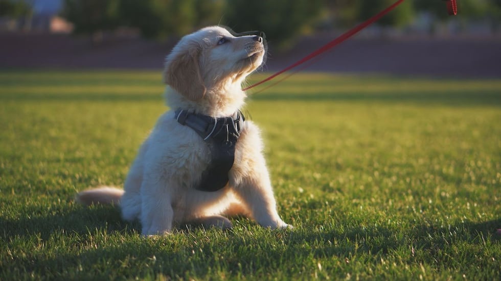 Dog owners in Rapid City have a new place to work with their four-legged friends.