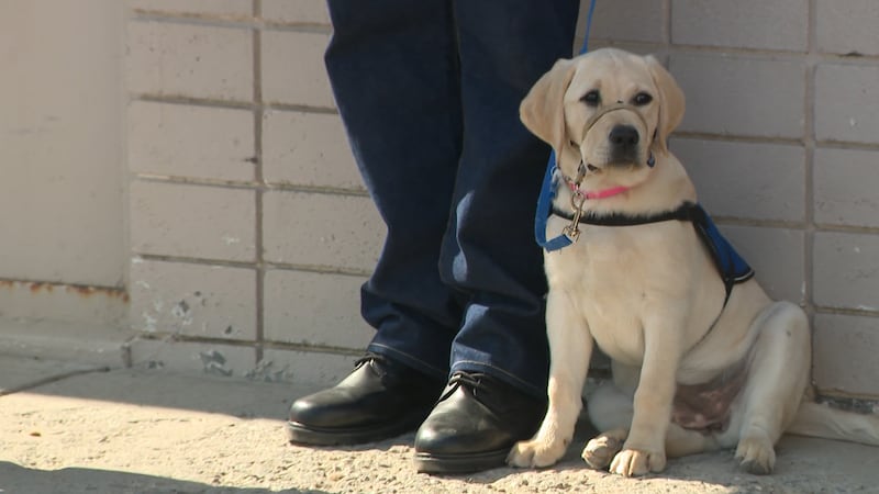 Liberty Dogs es un programa destinado a servir a los veteranos con discapacidades en todo...