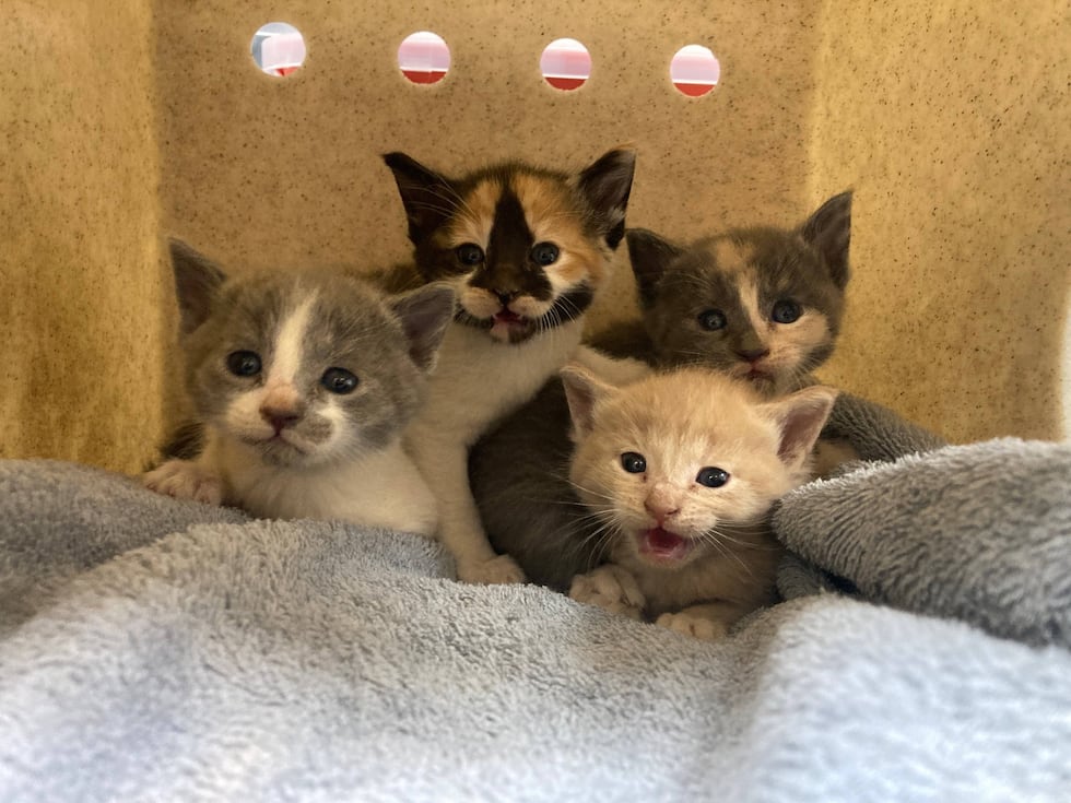 Los cuatro gatitos estaban ilesos.