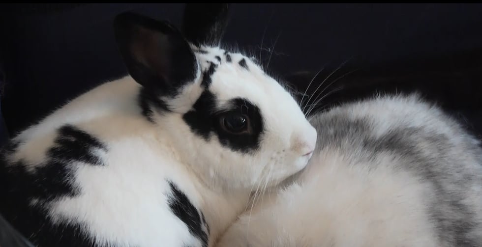 Experts from Huntsville House Rabbits share what it takes to care for a rabbit.