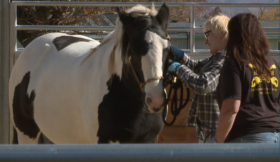 Veteran works with co-founder of Horsemanship for Heroes Karolyn Hooper