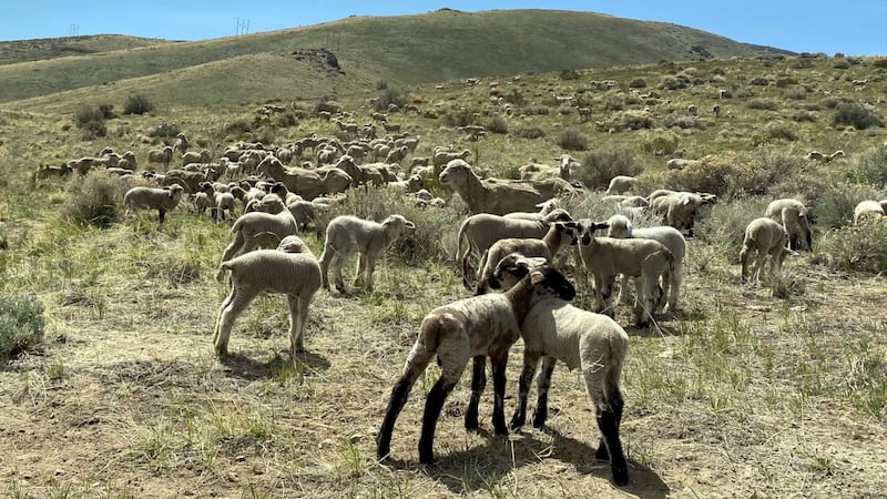 These seep are used to graze in the Carson City area to reduce fuels for wildfires.
