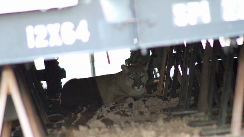 El león fue avistado en el Tahoe Reno Industrial Center el viernes.
