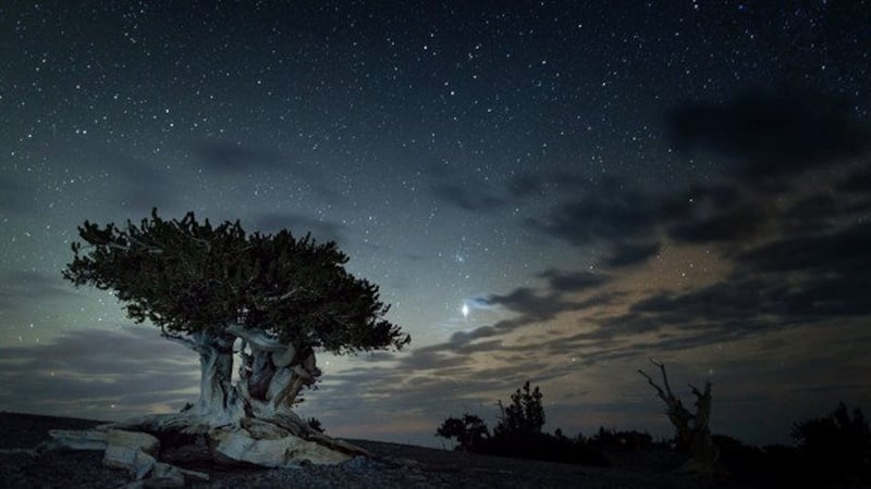 Great Basin National Park bristlecone. Photo by Kelly Carroll/National Park Service.