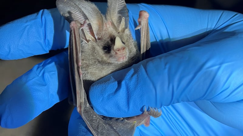 The Nevada Department of Wildlife has confirmed the presence of a fungus in Clark County that...