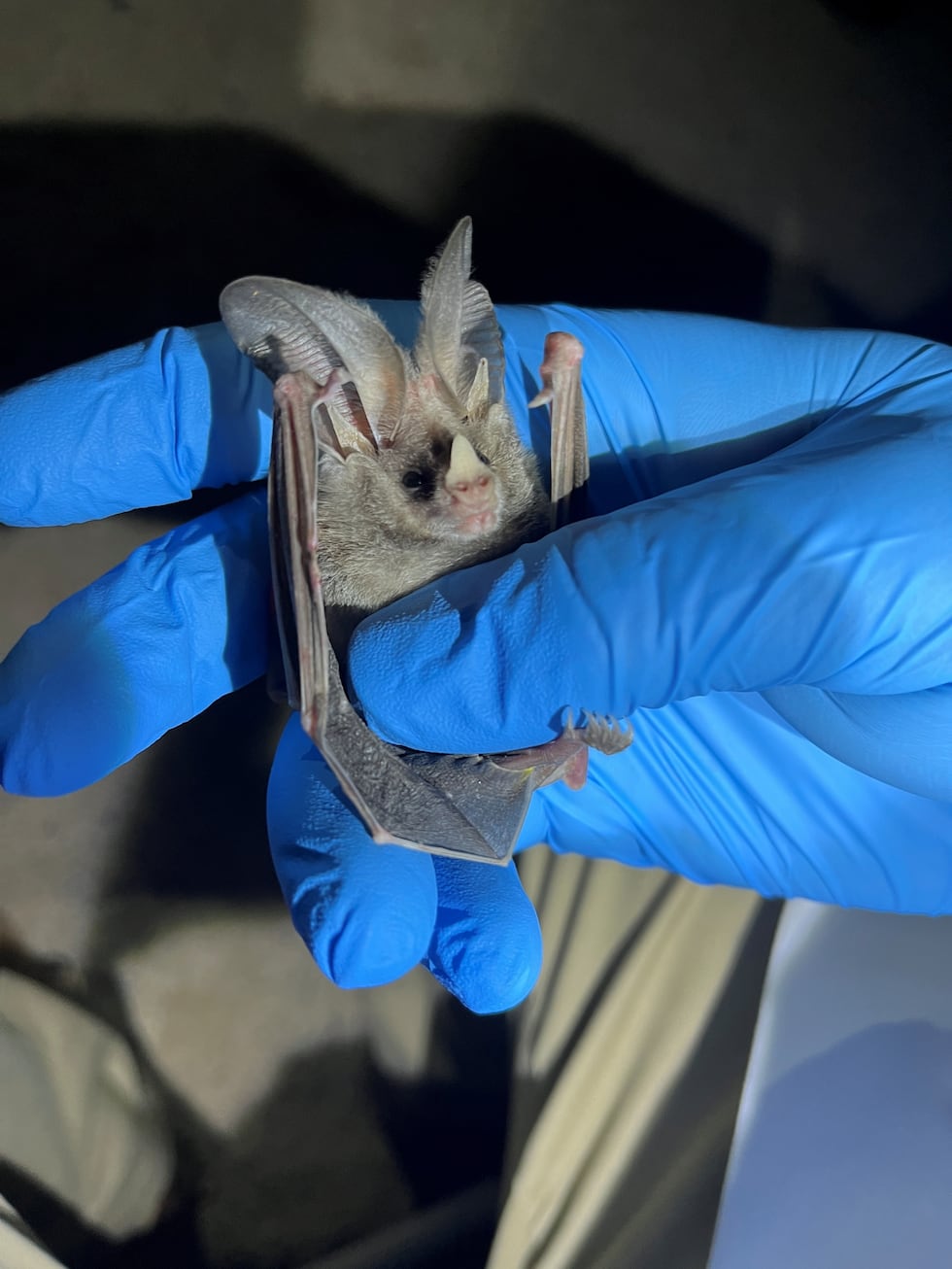 The Nevada Department of Wildlife has confirmed the presence of a fungus in Clark County that...