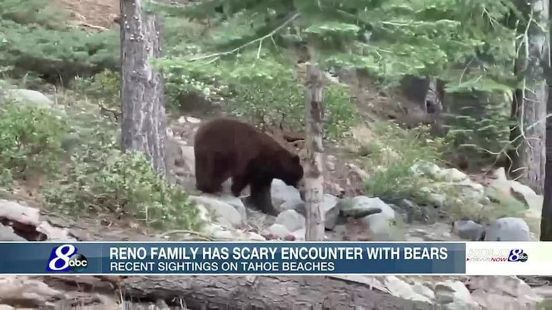 Reno family has encounter with bears in Lake Tahoe