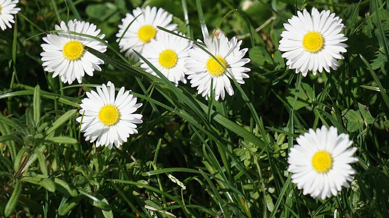 Cuándo empieza la primavera en Estados Unidos 2024