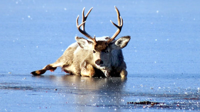 A buck nicknamed Frank stuck on the ice at South Fork State Recreation Area in Elko County.