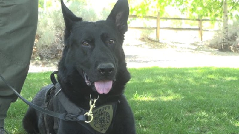 A Washoe County police dog sits at Bartley Ranch Regional Park during a promotional shoot for...