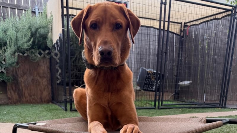 Odin, el perro policía de la Oficina del Sheriff del Condado de Placer, cumplió 4 años y lo...