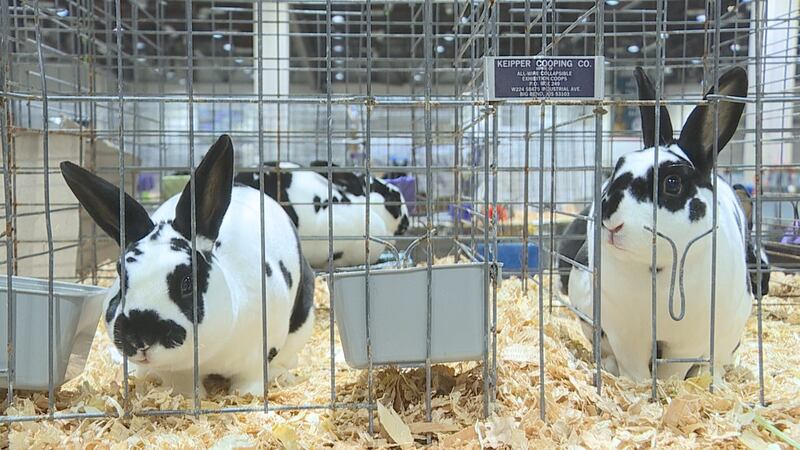 The rabbit show is being held at the Reno Sparks Convention Center