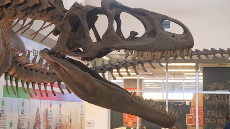 Dinosaur exhibit at The Discovery Museum