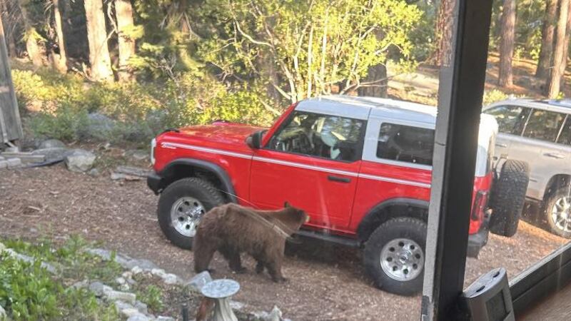 The bear was euthanized after a history of conflict with humans
