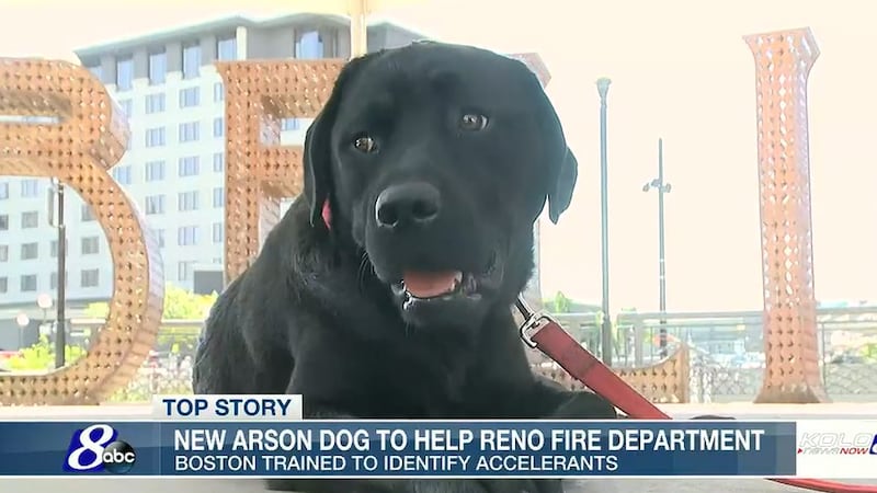 Reno Fire Department arson K9 Boston sits in front of the Believe sign in downtown Reno in...