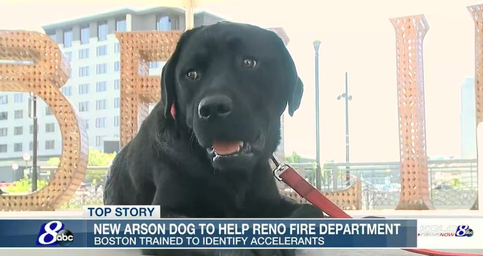 Reno Fire Department arson K9 Boston sits in front of the Believe sign in downtown Reno in...