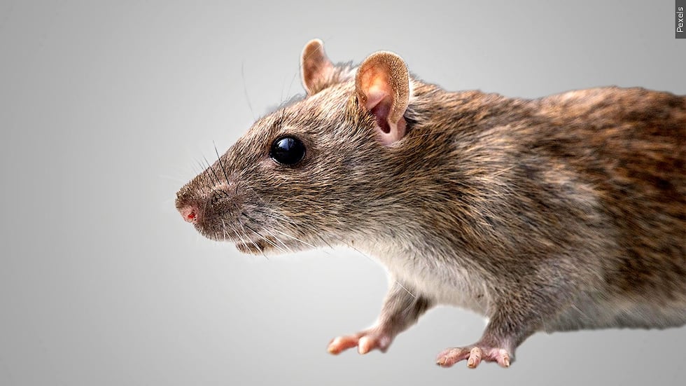 Generic image of a brown mouse