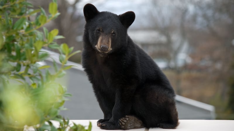 Bear cub in Asheville, North Carolina