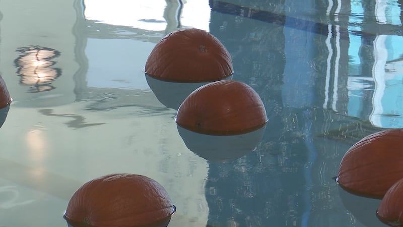 Many people may not know that pumpkins do float in the pool!