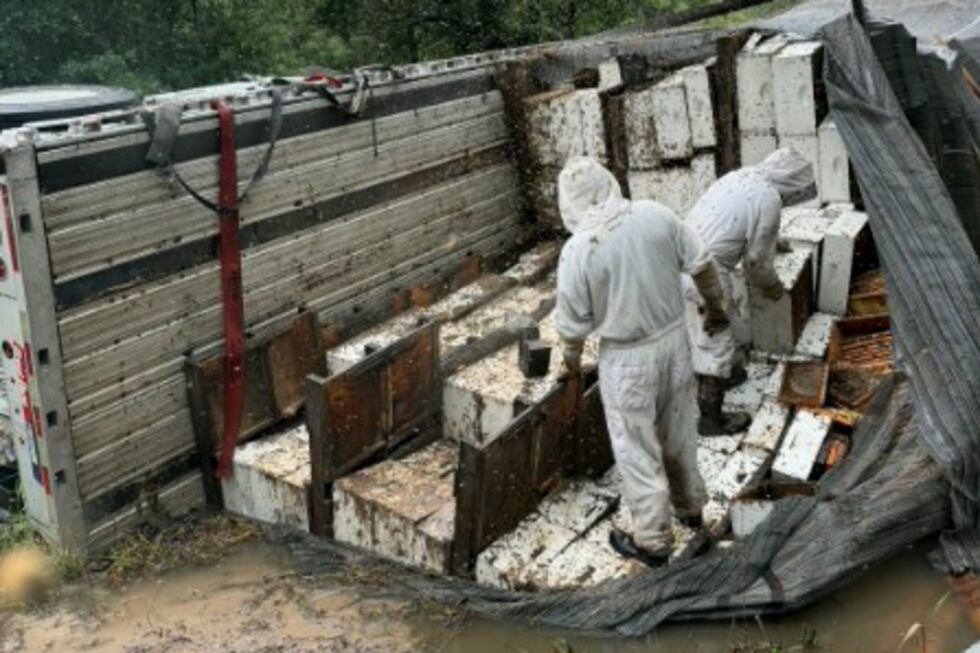 Trabajadores trasladan colmenas después de que un semirremolque que transportaba unas 400...