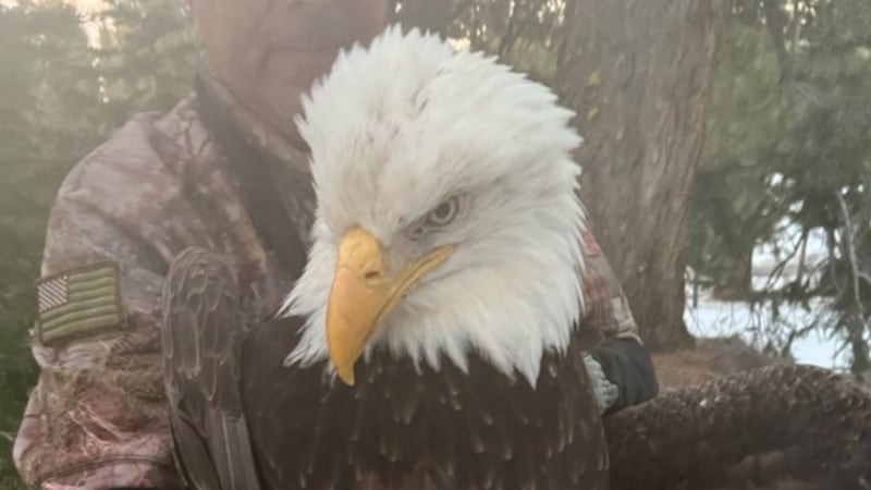 Se dice que la condición del águila está mejorando.