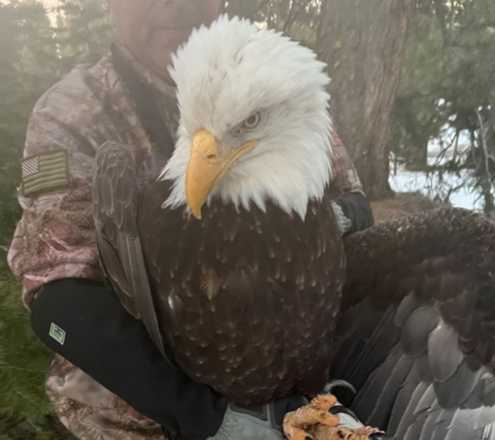 Se dice que la condición del águila está mejorando.