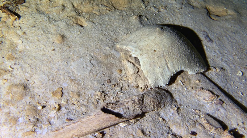 A photo shows fragments of a pre-historic human skeleton partly covered by sediment in an...