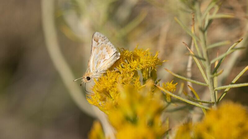 Bleached sandhill skipper in the meadows at Baltazor Hot Spring in Humboldt County, Nevada,...