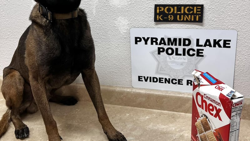 El perro policía Lando, de la unidad canina K9, detectó una sustancia sospechosa de ser...