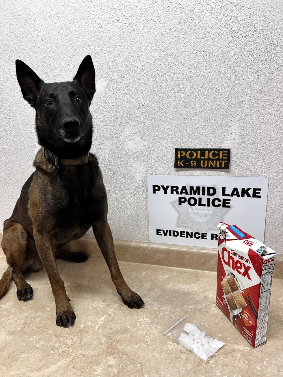 El perro policía Lando, de la unidad canina K9, detectó una sustancia sospechosa de ser...