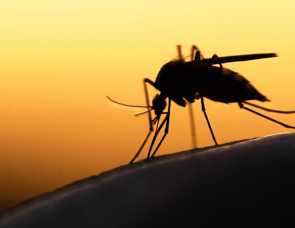 Mosquito sunset