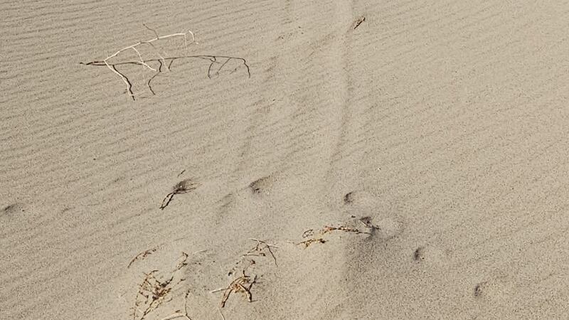 A damaged Eureka dunegrass plant