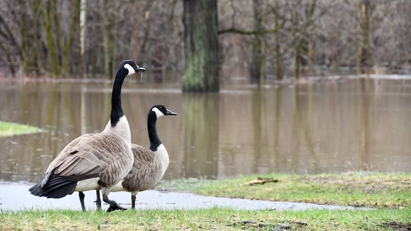 Geese near flooding at Potter Park Zoo